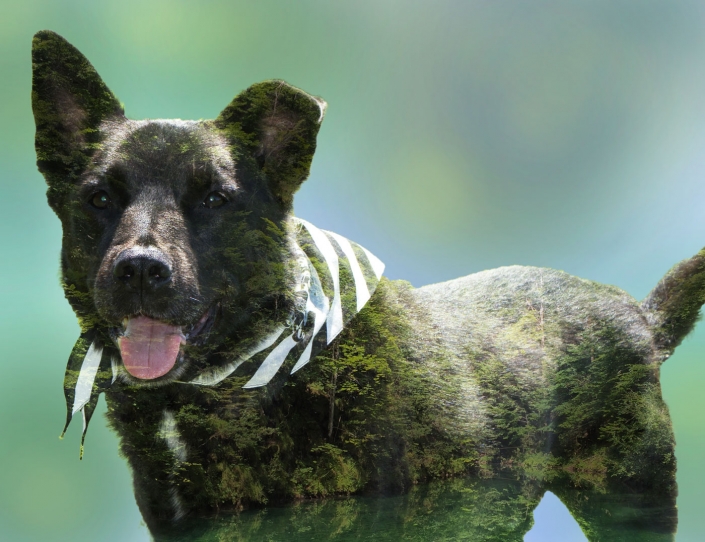 Der Hund und die Natur